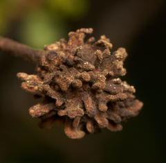 Burnettweldia corallina
