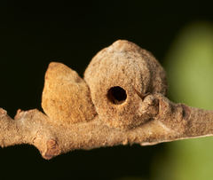 Disholcaspis mamillana