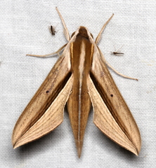 Theretra silhetensis