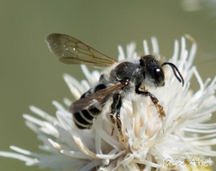 Megachile