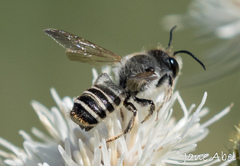 Megachile