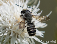Megachile
