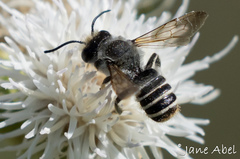 Megachile