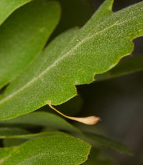 Andricus pedicellatus