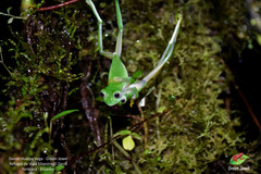 Nymphargus posadae