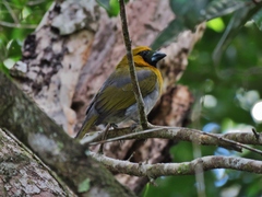 Caryothraustes poliogaster
