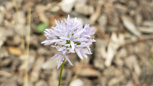 Gilia capitata