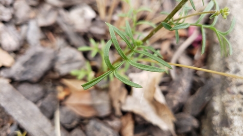 Gilia capitata