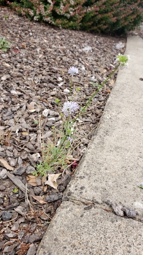 Gilia capitata