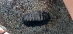 Chiton magnificus