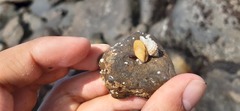 Brachidontes granulatus