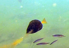 Prionurus microlepidotus