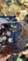 Chiton magnificus