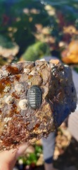 Chiton magnificus