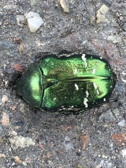 Cetonia aurata