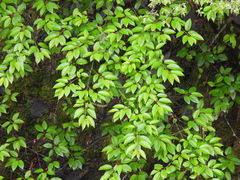 Prunus obtusata