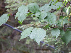 Viburnum betulifolium