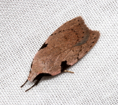 Zonopetala quadripustulella