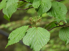 Viburnum betulifolium
