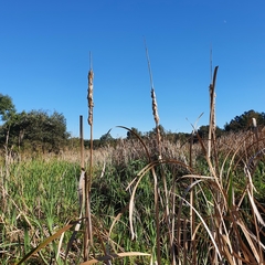Typha orientalis
