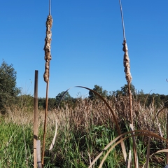 Typha orientalis