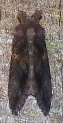 Ctenoplusia oxygramma