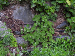 Urtica taiwaniana