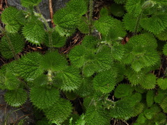 Urtica taiwaniana