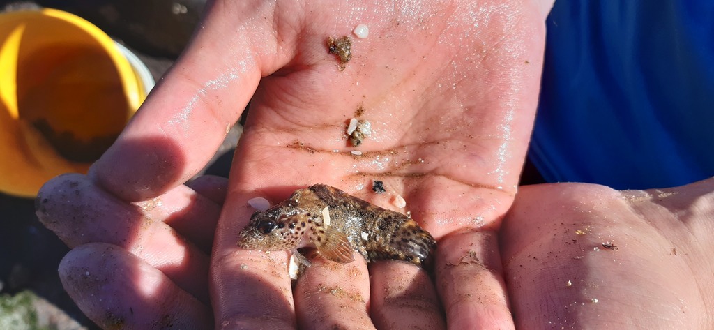 Kelp blenny (Auchenionchus crinitus) — Labrisomidae