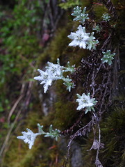 Leontopodium microphyllum