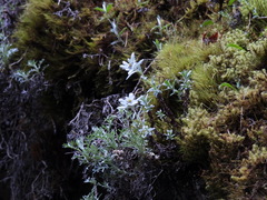 Leontopodium microphyllum