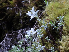 Leontopodium microphyllum