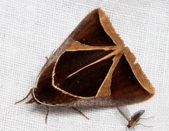 Agamana conjungens