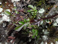 Valeriana kawakamii