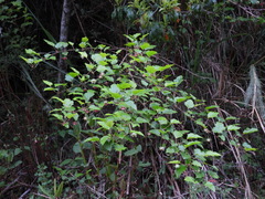 Rubus taitoensis