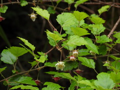 Rubus taitoensis