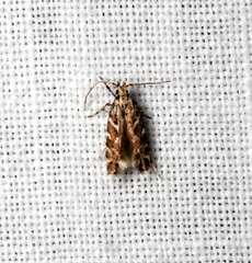 Otonoma anemois