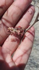 Mimosa aculeaticarpa biuncifera