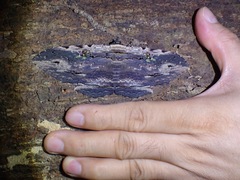 Anisoneura aluco
