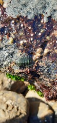 Chiton magnificus