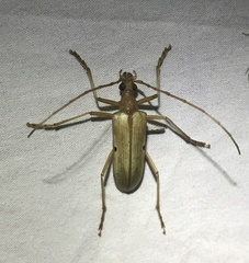 Centrodera