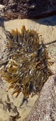 Dictyota kunthii