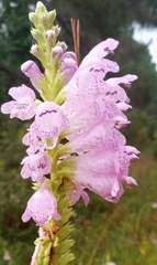Physostegia digitalis