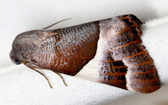 Niceteria macrocosma