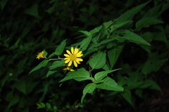 Leptocarpha rivularis