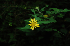 Leptocarpha rivularis