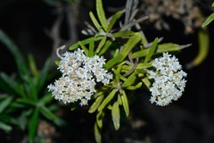 Ozothamnus turbinatus