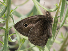Cercyonis oetus