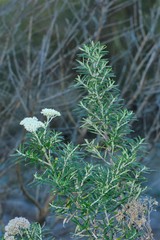 Ozothamnus turbinatus