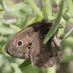 Cercyonis oetus